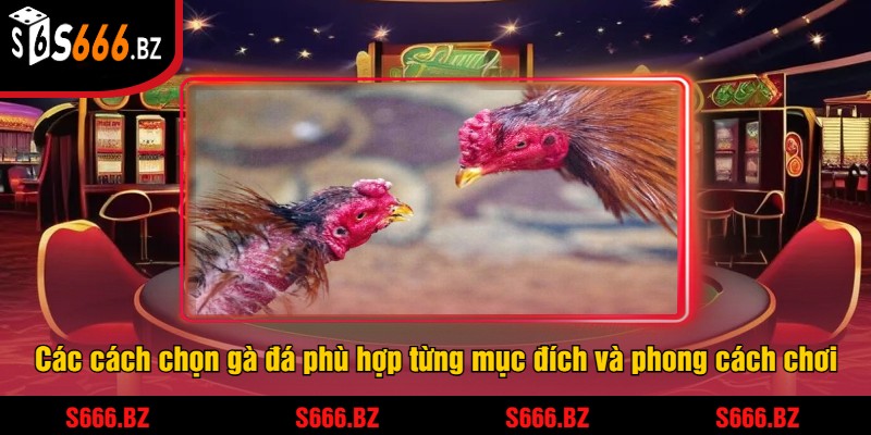 Cách Chọn Gà Đá S666 - Mẹo Và Chiến Lược Giúp Thắng Lớn 2 Các cách chọn gà đá phù hợp từng mục đích và phong cách chơi