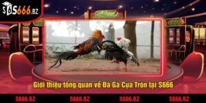 Đá Gà Cựa Tròn Tại S666 - Trận Đấu Gà Căng Thẳng 2 Giới thiệu tổng quan về Đá Gà Cựa Tròn tại S666