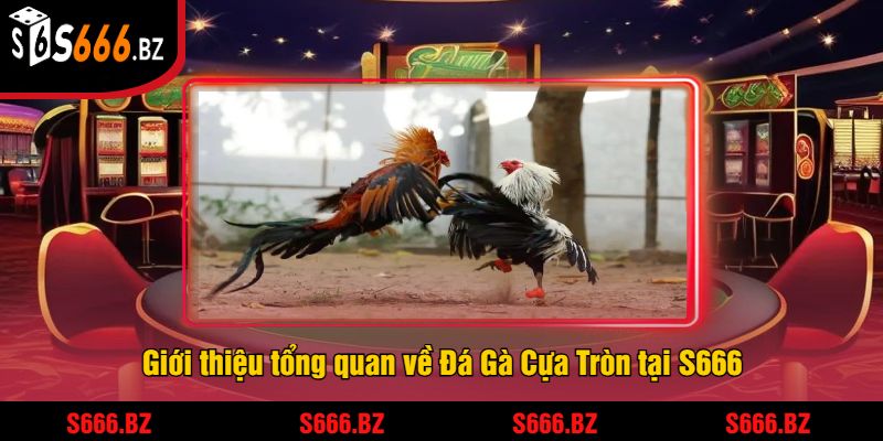 Đá Gà Cựa Tròn Tại S666 - Trận Đấu Gà Căng Thẳng 1 Giới thiệu tổng quan về Đá Gà Cựa Tròn tại S666
