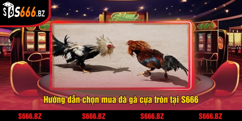 Đá Gà Cựa Tròn Tại S666 - Trận Đấu Gà Căng Thẳng 2 Hướng dẫn chọn mua đá gà cựa tròn tại S666