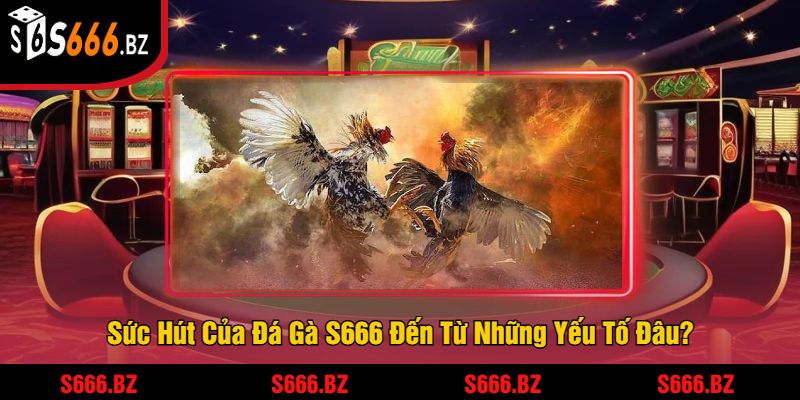 Sức Hút Của Đá Gà S666 Đến Từ Những Yếu Tố Đâu?