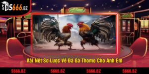 Đá Gà Thomo Tại S666 - Trải Nghiệm Đấu Gà Hấp Dẫn 4 Vài Nét Sơ Lược Về Đá Gà Thomo Cho Anh Em